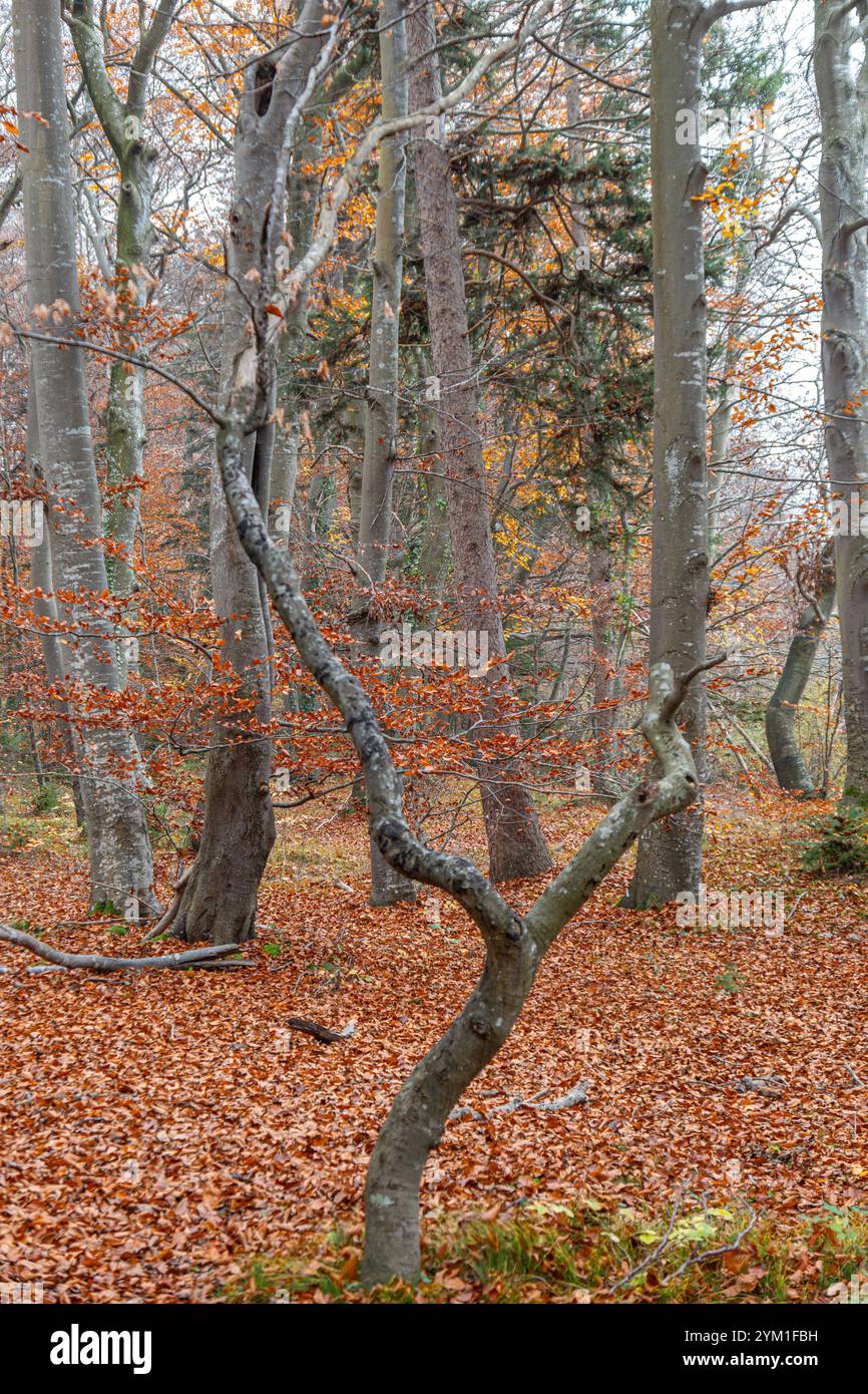 Trüber nebeliger Tag in einem Laubwald im Herbst, Bayern, Deutschland, Europa Trüber nebeliger Tag in einem Laubwald im Herbst, Bayern, Deutschland, E Banque D'Images