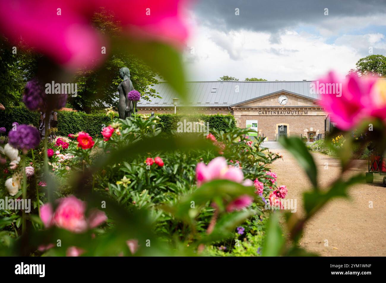 25.05.2024 Erfurt : Das Gartenbaumuseum der Stadt Erfurt auf dem Gelände der ega im Frühsommer mit Pfingstrosen. *** 25 05 2024 Erfurt Musée horticole de la ville d'Erfurt sur le terrain de ega au début de l'été avec pivoines Banque D'Images