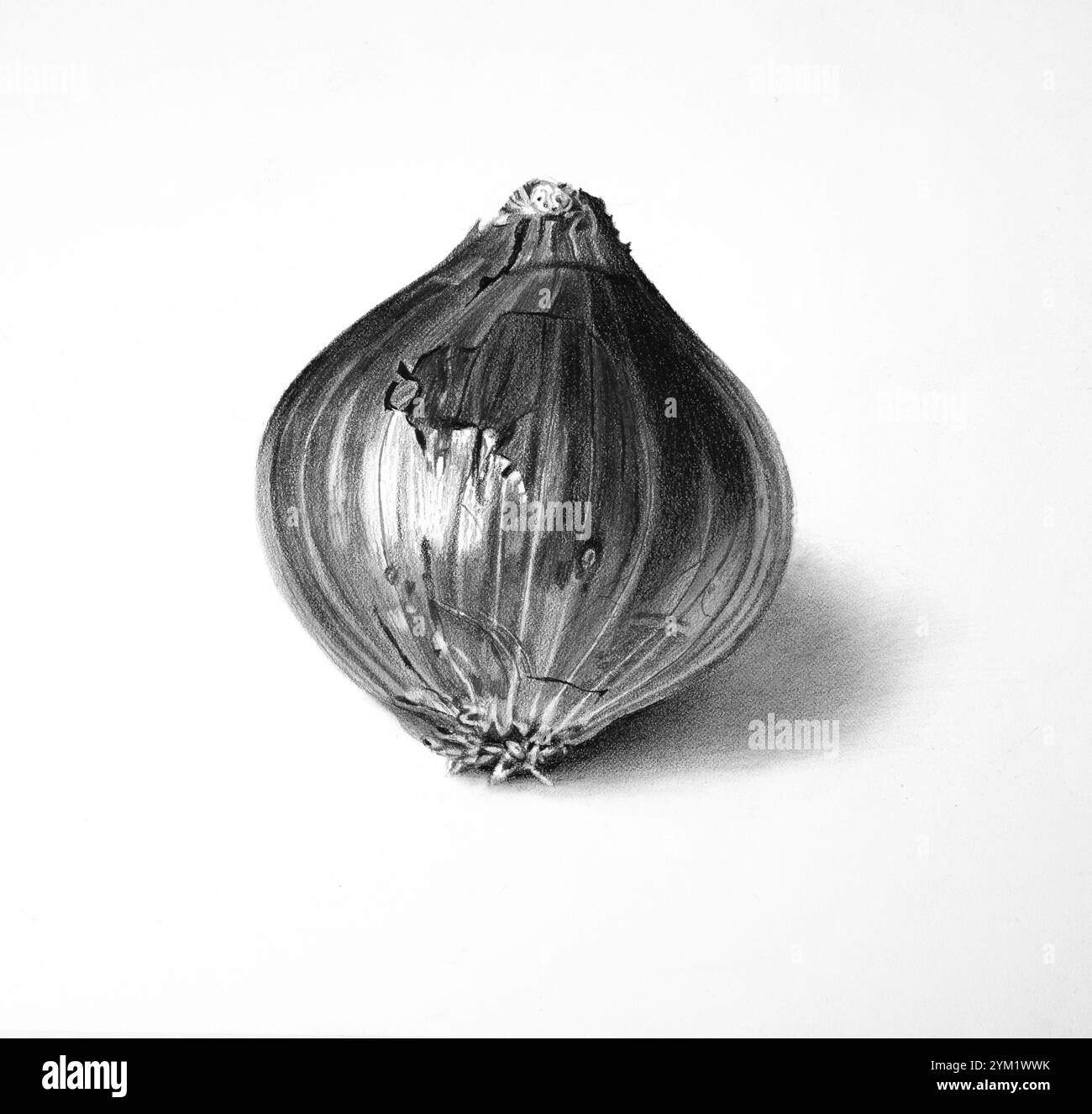Un croquis au crayon très détaillé d'un oignon, capturant les textures naturelles, les couches délicates et l'ombrage réaliste. Banque D'Images