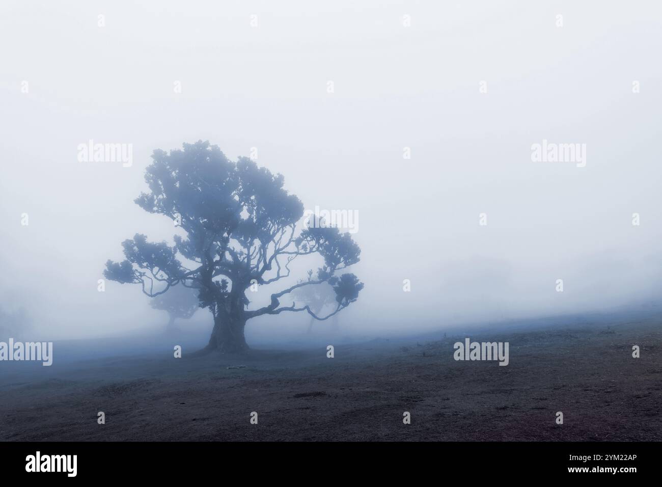 Vieux laurier dans le brouillard dans la forêt de l'île de Fanal Madère, Portugal Banque D'Images