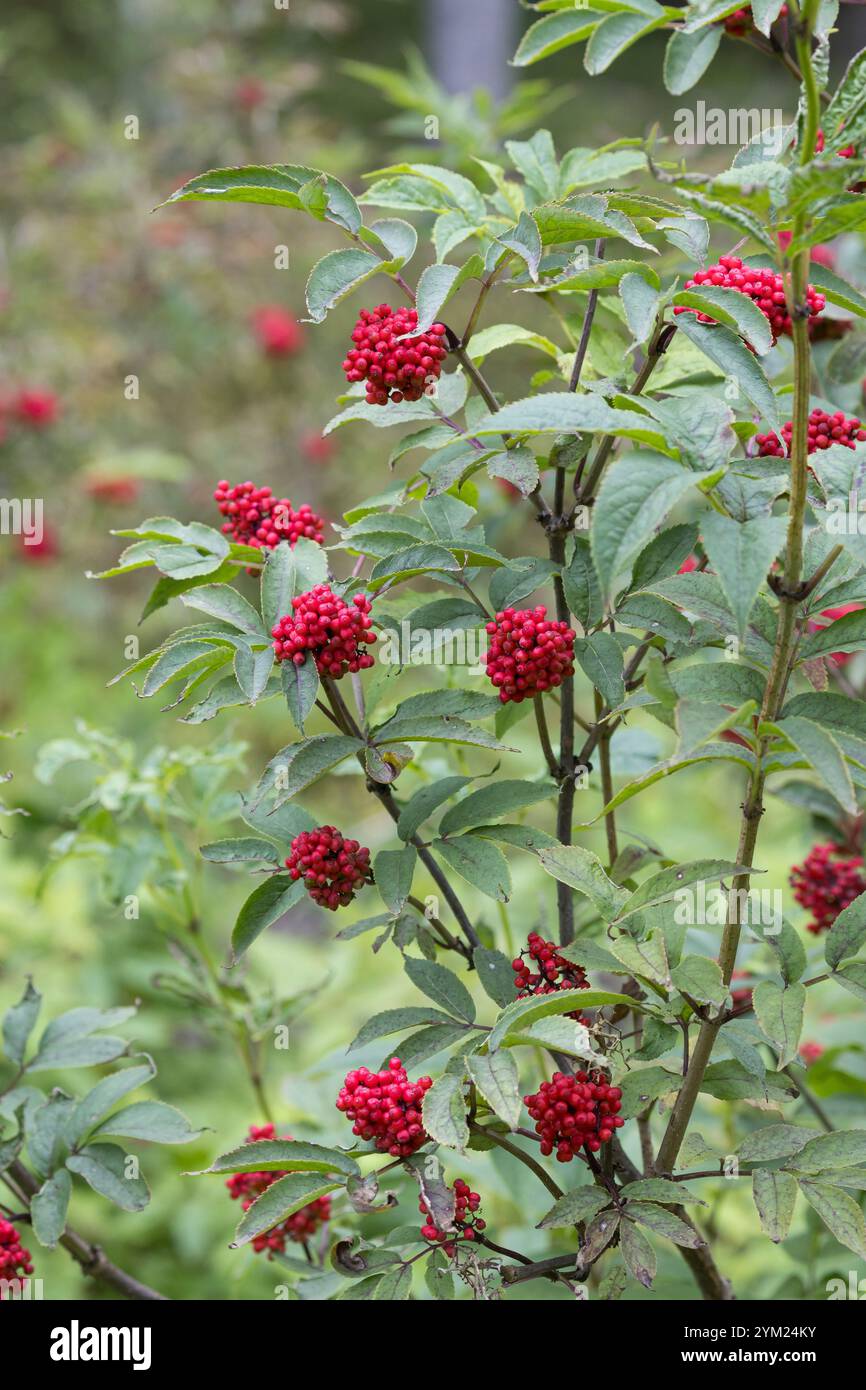 Roter Holunder, Trauben-Holunder, Traubenholunder, Bergholunder, Berg-Holunder, Früchte, Sambucus racemosa, Elder rouge, Elderberry rouge, fruit, Banque D'Images