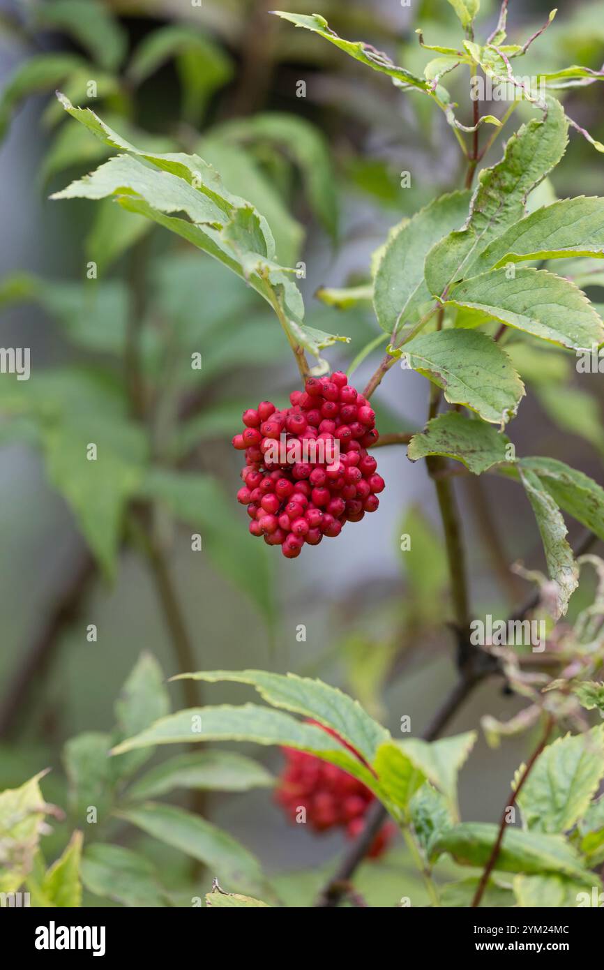 Roter Holunder, Trauben-Holunder, Traubenholunder, Bergholunder, Berg-Holunder, Früchte, Sambucus racemosa, Elder rouge, Elderberry rouge, fruit, Banque D'Images