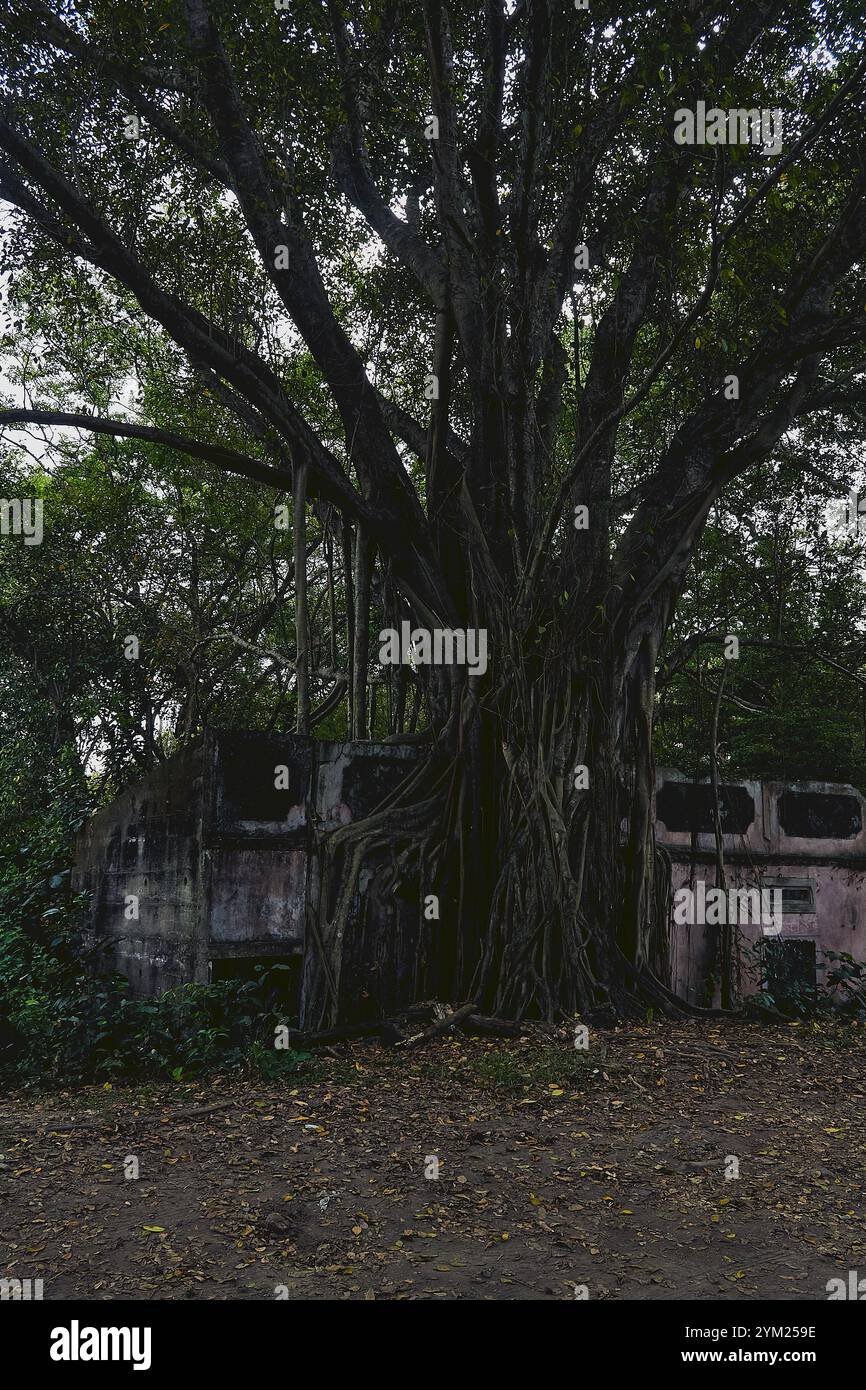 Maisons abandonnées à Armero, Tolima, Colombie, une ville fantôme laissée en ruines après l'éruption volcanique du Nevado del Ruiz de 1985. Banque D'Images