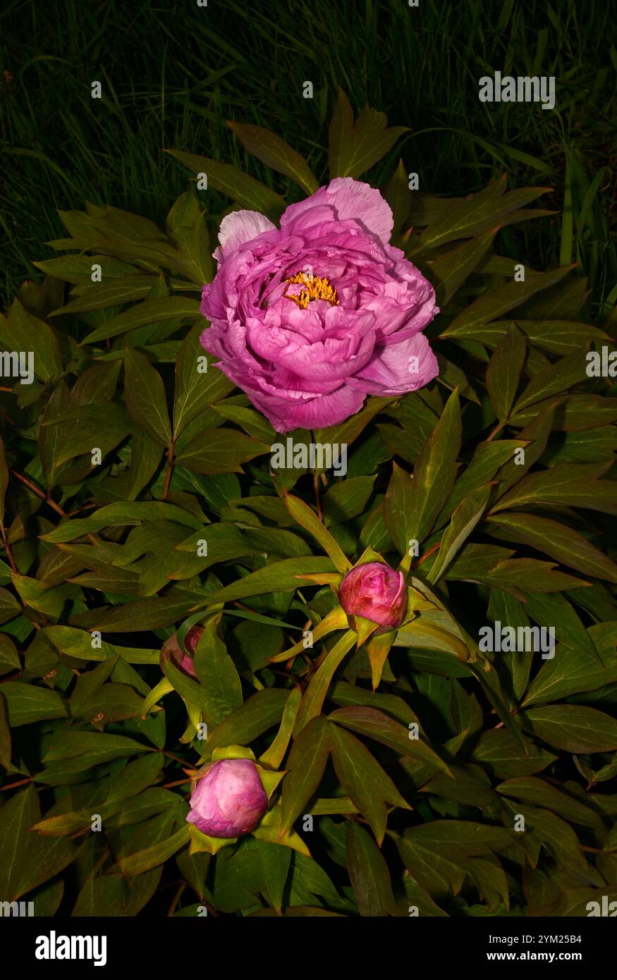 Une tête de fleur rose et deux bourgeons de pivoine commune, Paeonia Officinalis, sur un fond vert feuillu. Bien focalisé avec de bons détails clairs. Banque D'Images