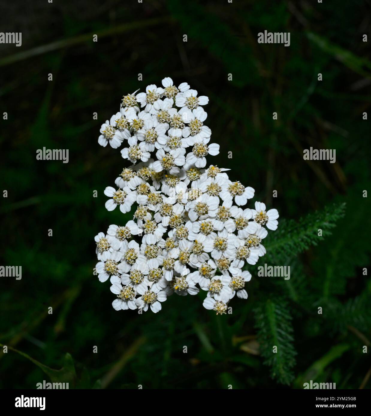 Une image en gros plan bien focalisée d'un groupe de fleurs de verruelle commune. Achillea millefolium. Un arrière-plan vert flou naturel. Beauté naturelle. Banque D'Images