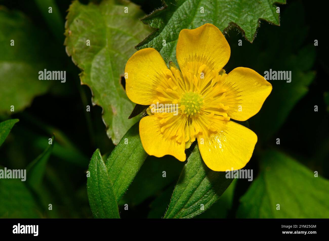 Une vue rapprochée et bien focalisée d'une fleur de papillon rampante sur un fond vert naturel. Ranunculus repens. Fleurs jaunes brillantes. Banque D'Images