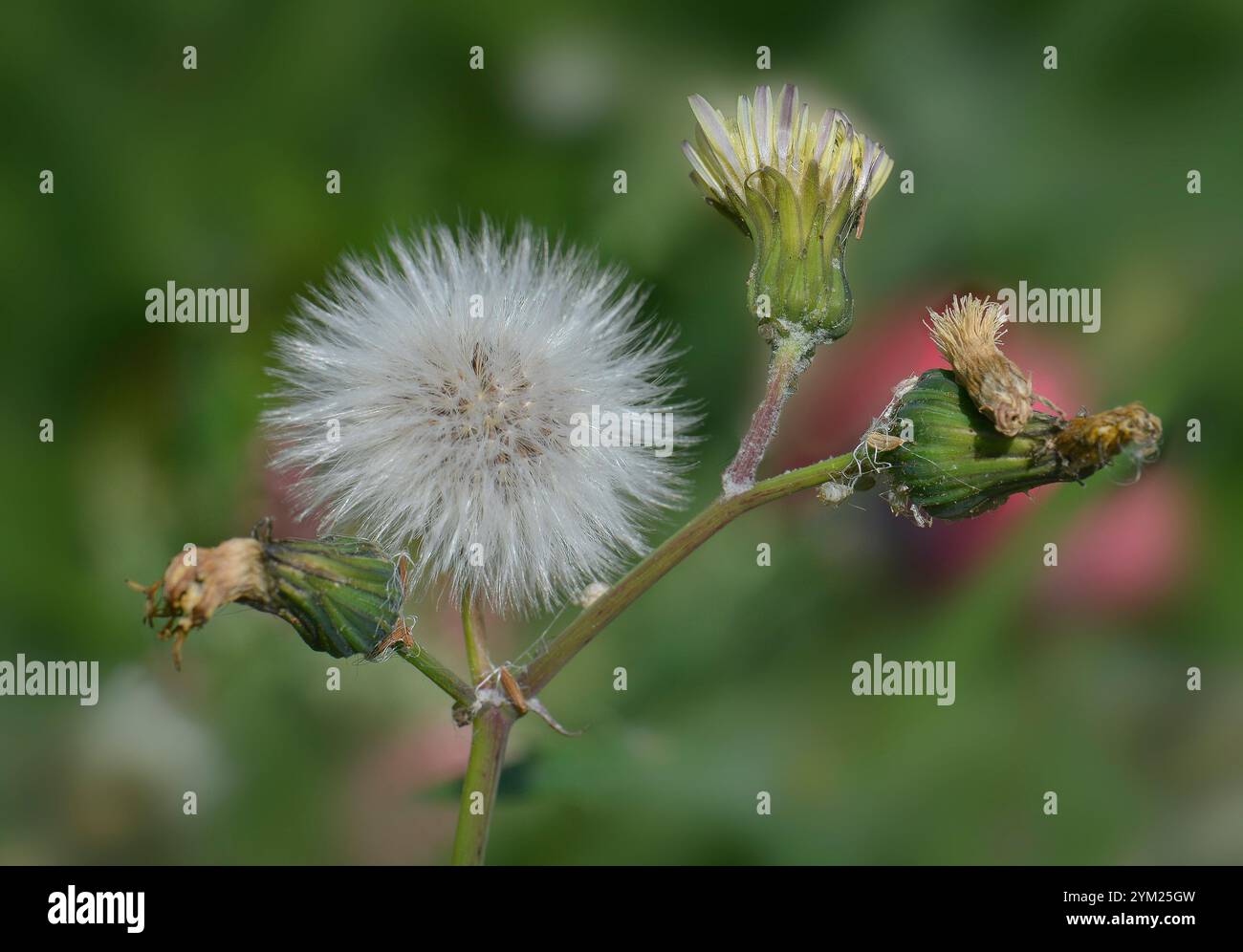 Une sorte de tige de fleurs de Sowthistle commun à différents stades du développement des graines. Sonchus oleraceus. Gros plan et bien focalisé. Beauté dans la nature. Banque D'Images