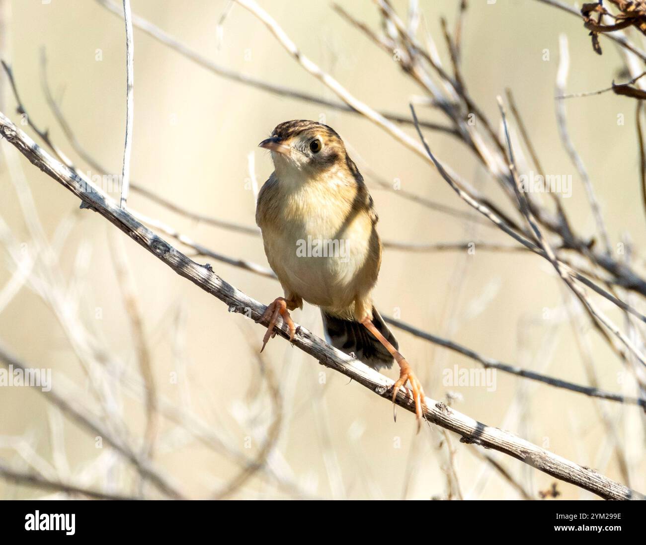 Zitting Cisticola ou Warbler fantôme strié, ( Cisticola juncidis) perché dans un buisson, Chypre. Banque D'Images