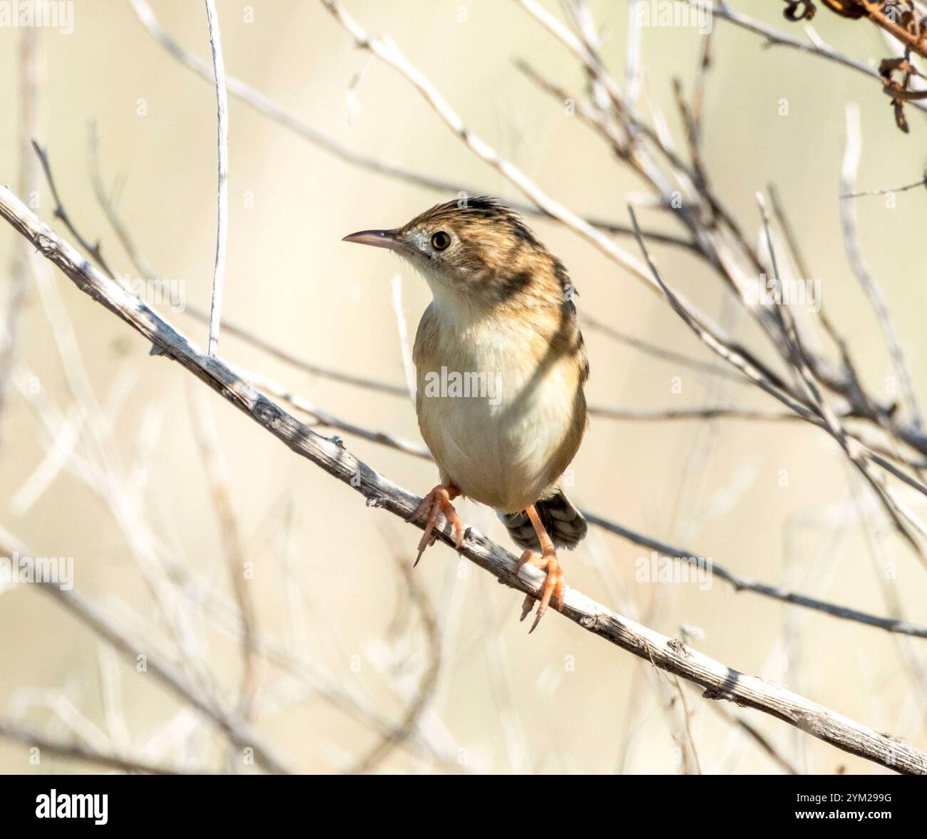 Zitting Cisticola ou Warbler fantôme strié, ( Cisticola juncidis) perché dans un buisson, Chypre. Banque D'Images