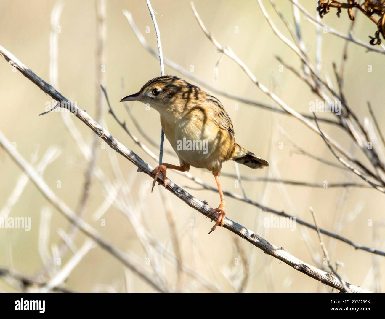 Zitting Cisticola ou Warbler fantôme strié, ( Cisticola juncidis) perché dans un buisson, Chypre. Banque D'Images