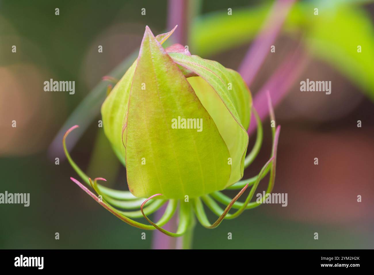 Bourgeon d'Hibiscus coccineus. la rosemallow écarlate. Texas star, hibiscus brillant, hibiscus écarlate. Banque D'Images