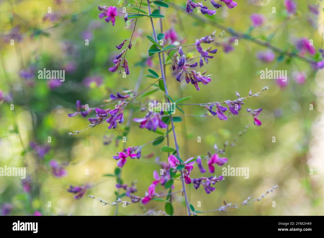 Belles fleurs violettes de Lespedeza bicolor. trèfle arbuste, lespedeza arbuste, lespedeza bicolore. plante ornementale. Banque D'Images