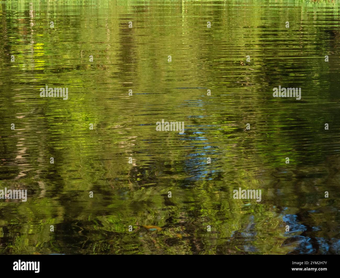 Arbres miroirs et herbe sur la rivière Amazone. Les images rappellent une peinture abstraite. Banque D'Images