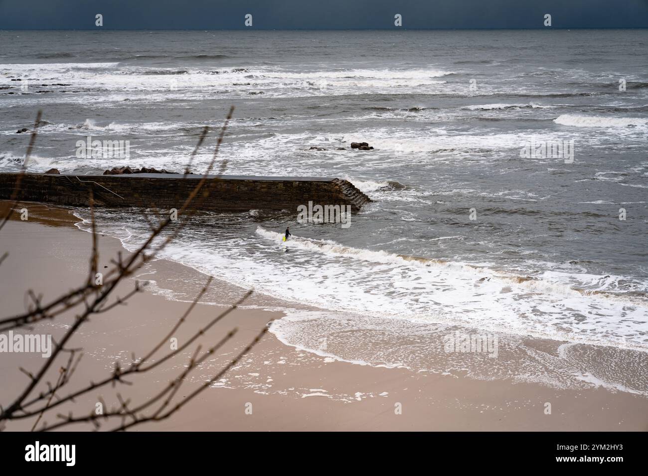 Un seul nageur sort dans l'eau froide de la mer du Nord après une chute de neige avec de la neige sur la plage et des vagues sauvages, avec des branches d'arbre au premier plan Banque D'Images