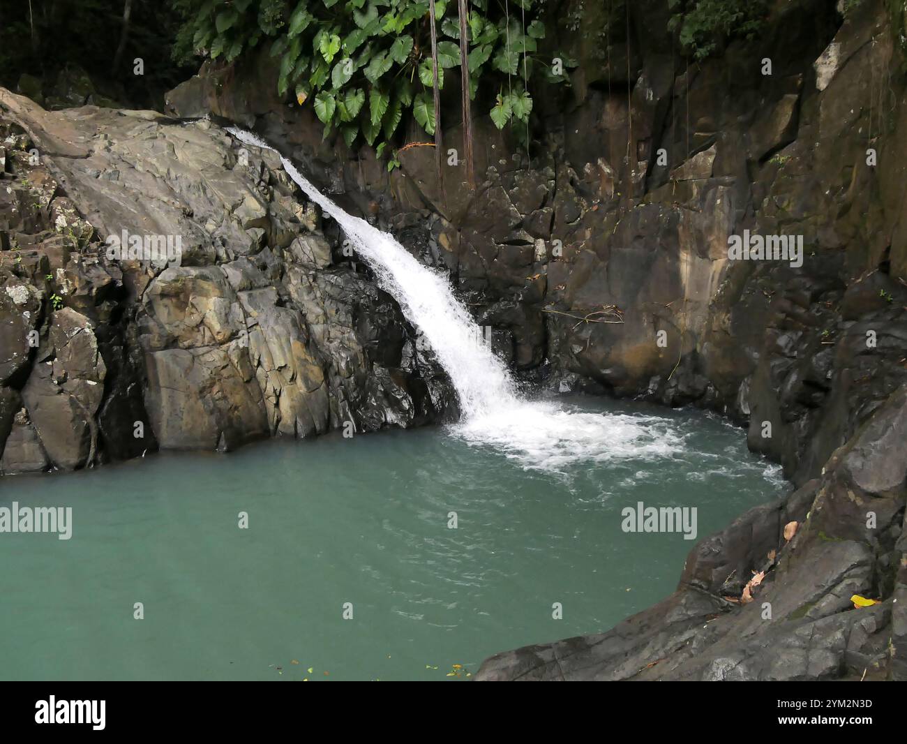 Saut d'acomat, cascade tropicale en basse terre, guadeloupe. Cascade pittoresque avec étang dans la forêt luxuriante de pointe Noire. Banque D'Images