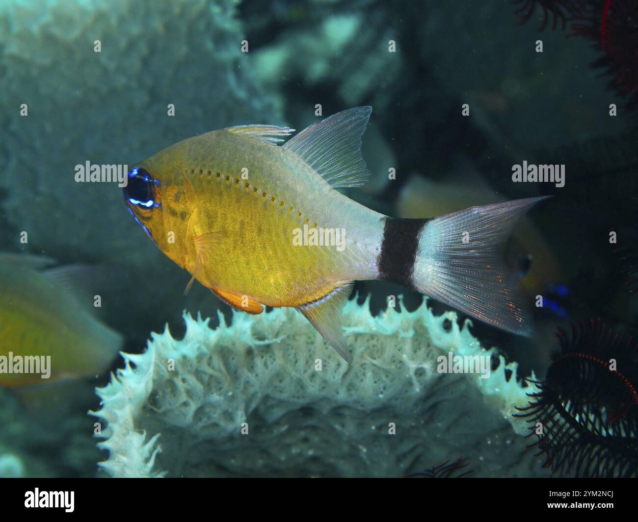 Poisson jaune à rayures noires, cardinalfish à bandes noires, cardinalfish du soleil (Ostorhinchus aureus) (Apogon aureus), à côté des éponges de mer, site de plongée Twin Banque D'Images