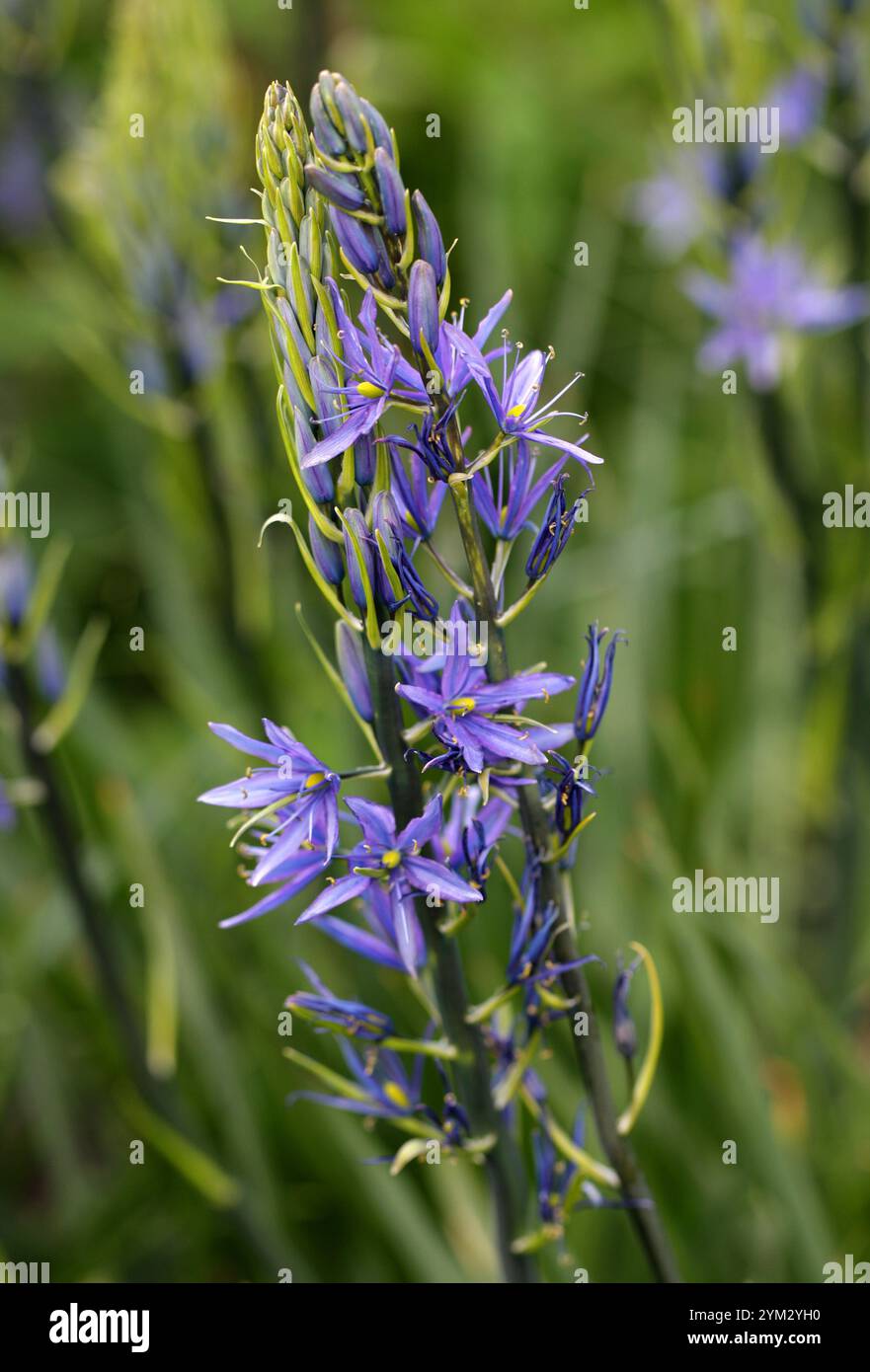 Grands Camas ou grands Camas, Camassia leichtlinii, Asparagaceae (Hyacinthaceae). Ouest du Canada et Nord-Ouest des États-Unis. Banque D'Images