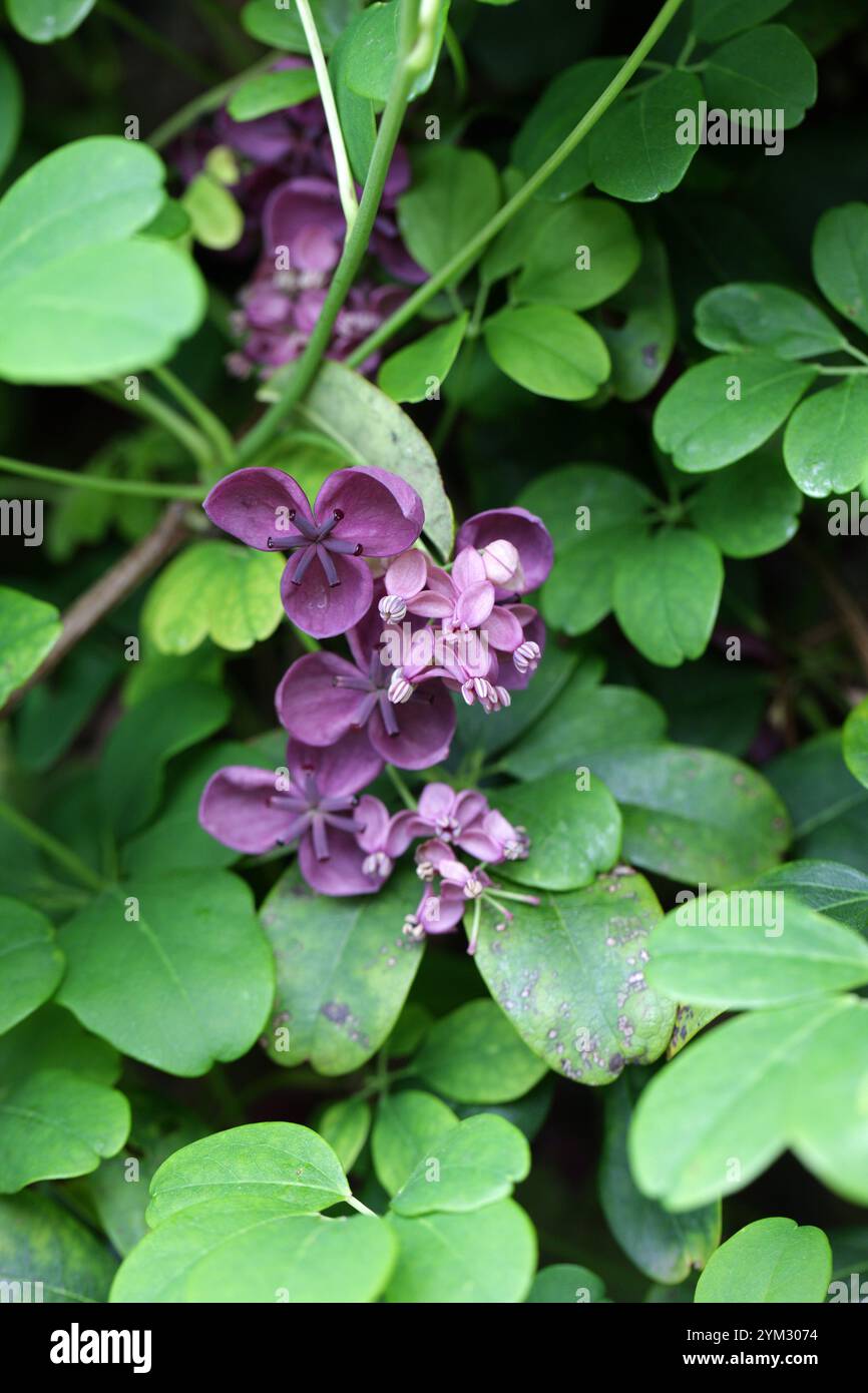 Vignes chocolatées, vignes chocolatées à cinq feuilles ou Akebia à cinq feuilles, Akebia quinata, Lardizabalaceae. Japon, Chine et Corée, Asie de l'est. Banque D'Images