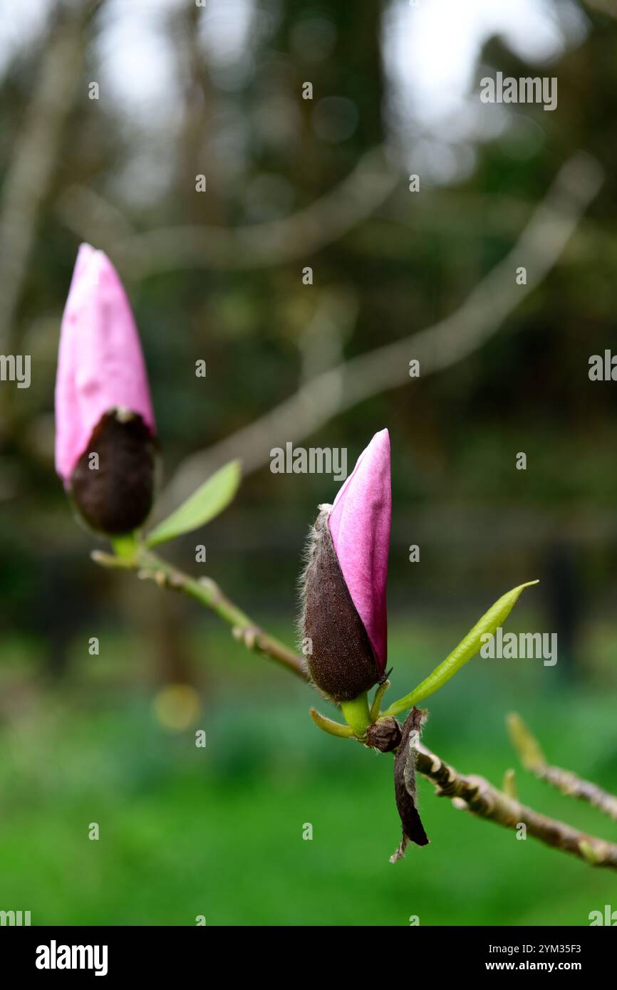 Magnolia liliiflora x campbellii Star Wars, boutons floraux non ouverts de Magnolia Star Wars, boutons floraux roses, fleurs roses, RM Floral Banque D'Images
