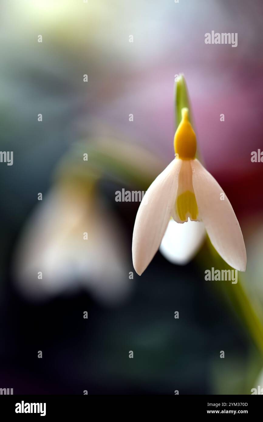 galanthus Bill clark,Snowdrop jaune,Snowdrop jaune, printemps, fleur, fleurs, floraison,jardin, jardins,RM floral Banque D'Images