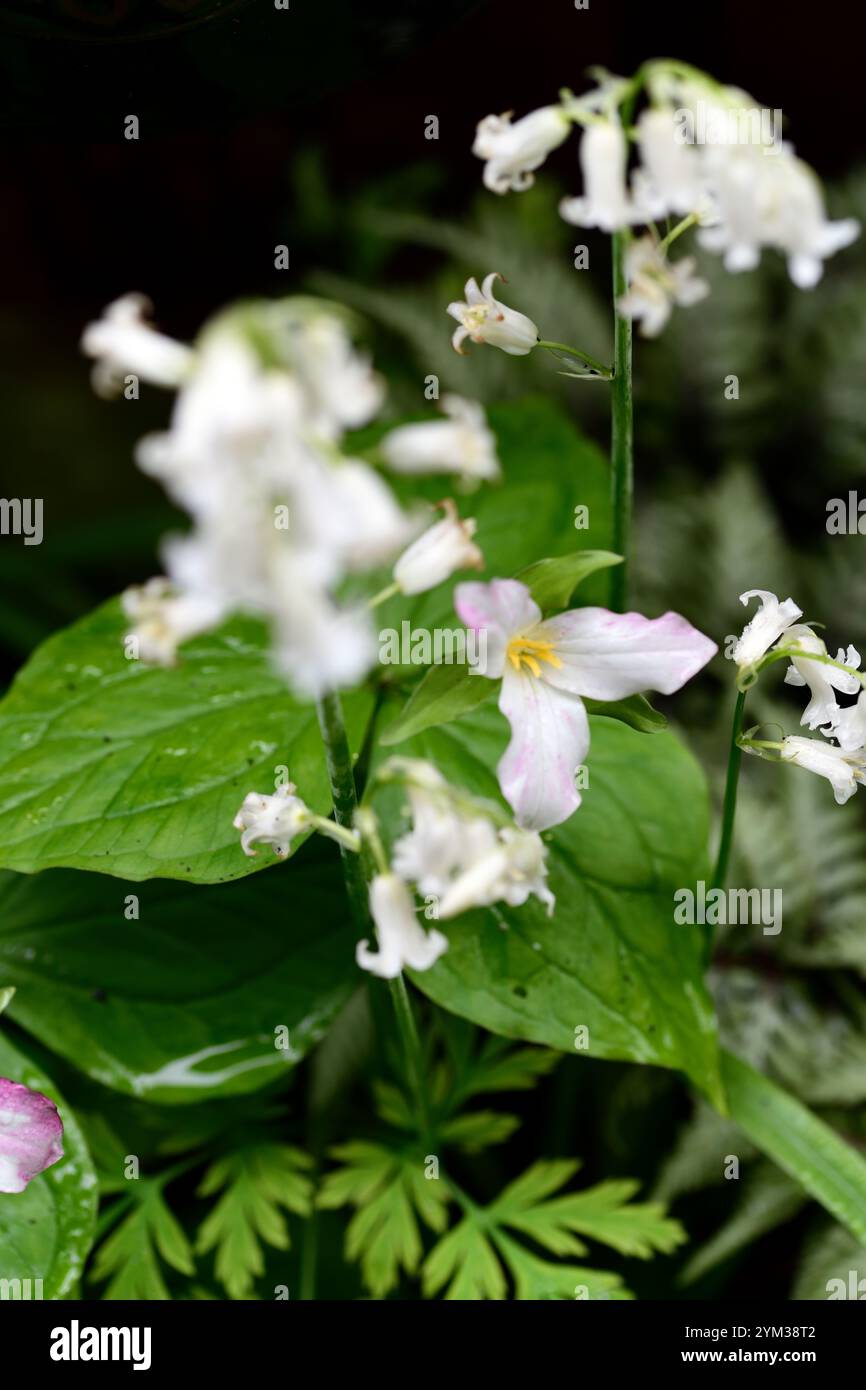 trillium blanc et bluebells blancs, trillium et bluebells, jardin boisé, plantes boisées au printemps, combinaison inhabituelle de plantes, fleurs blanches de printemps, whi Banque D'Images
