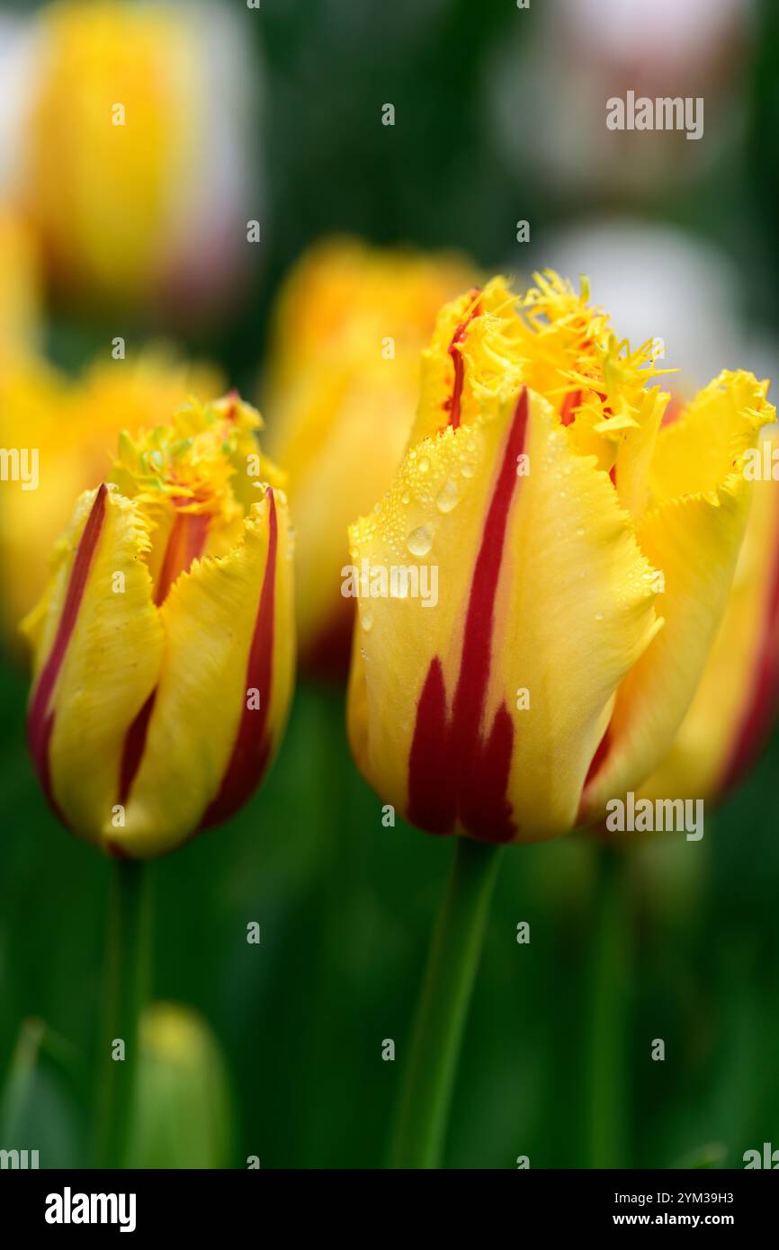 tulipa helmar, tulipe Triumph, pétales jaunes avec des flammes et des plumes rouge rubis vif, tulipe de type rembrandt, tulipes jaunes et rouges, RM Floral Banque D'Images tulipa helmar, tulipe Triumph, pétales jaunes avec des flammes et des plumes rouge rubis vif, tulipe de type rembrandt, tulipes jaunes et rouges, RM Floral Banque D'Images