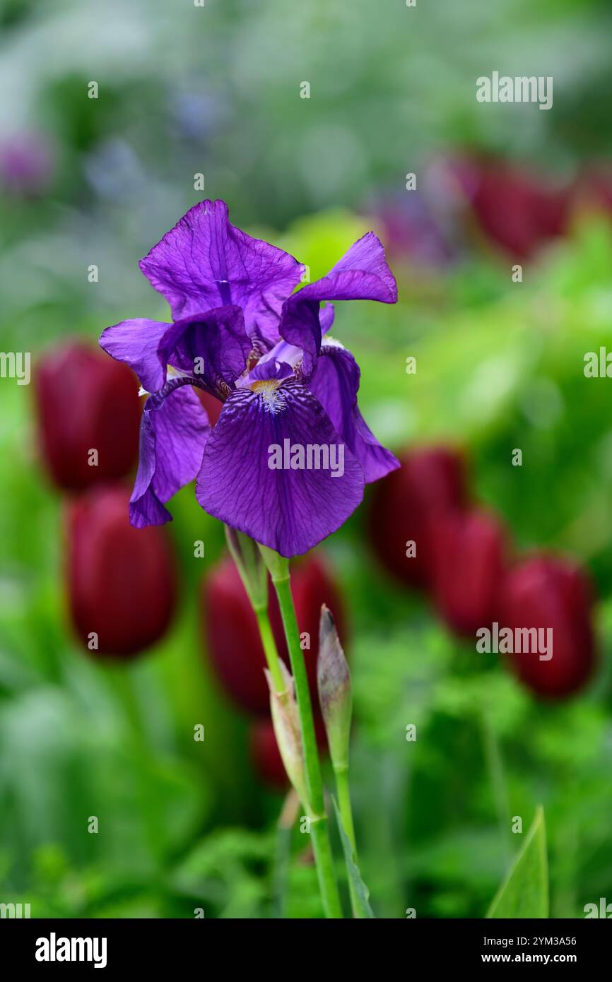 Iris barbu bleu foncé violet, iris barbu, printemps dans le jardin, iris fleuris, RM Floral Banque D'Images