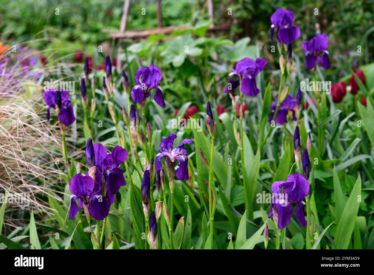 Iris barbu bleu foncé violet, iris barbu, printemps dans le jardin, iris fleuris, RM Floral Banque D'Images