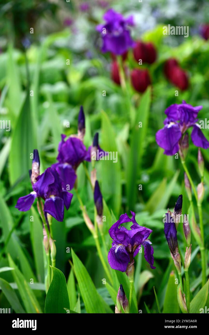 Iris barbu bleu foncé violet, iris barbu, printemps dans le jardin, iris fleuris, RM Floral Banque D'Images