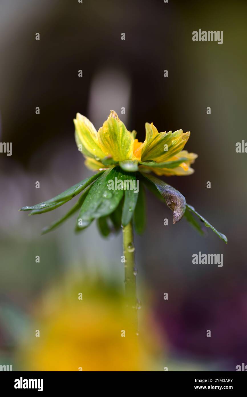 eranthis hyemalis lady lamortagne, fleurs vertes jaunes doubles, fleurs semi-doubles ouvertes, eranthis fleuri double, aconite d'hiver, fleur de printemps, fl de printemps Banque D'Images