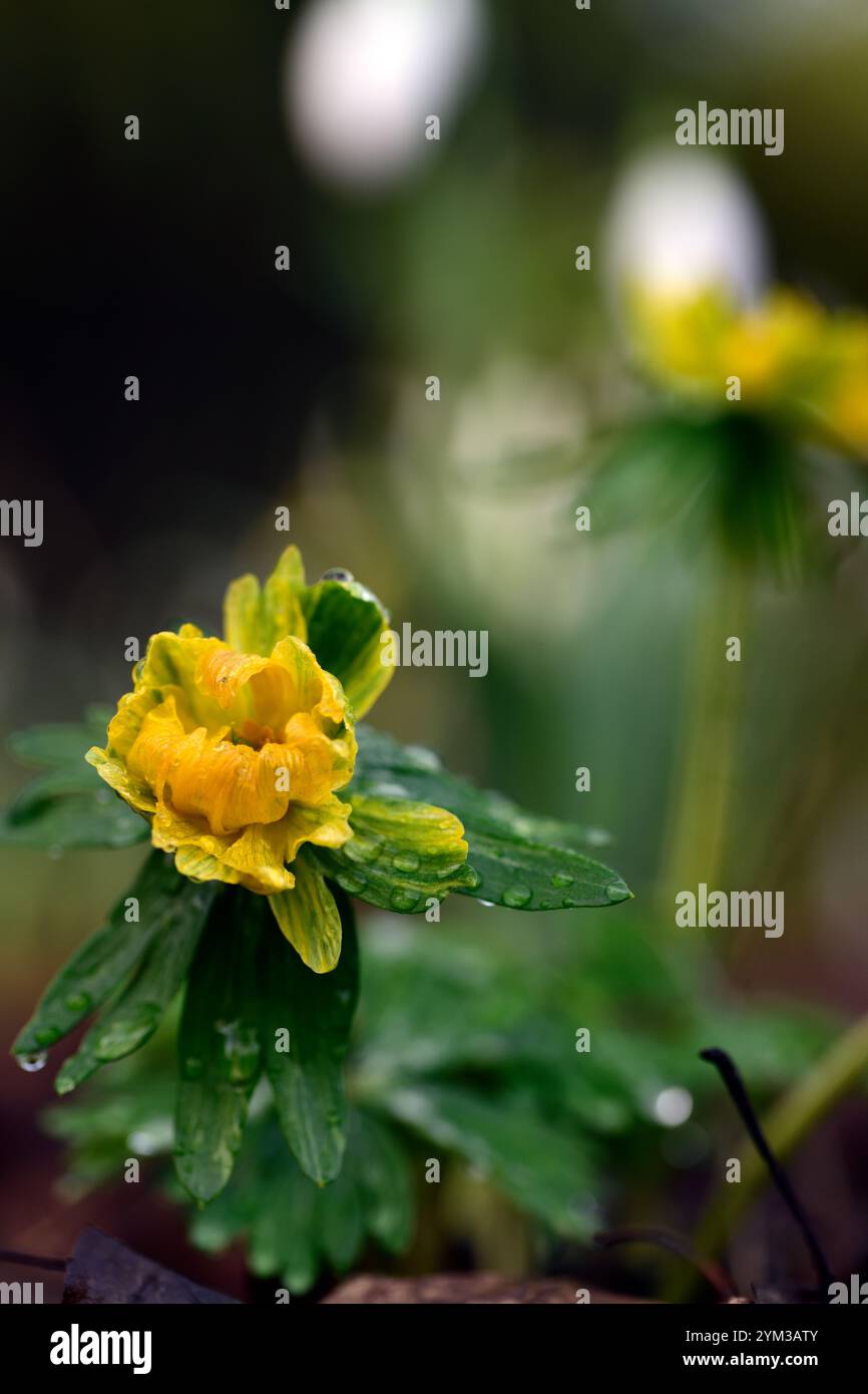 eranthis hyemalis lady lamortagne, fleurs vertes jaunes doubles, fleurs semi-doubles ouvertes, eranthis fleuri double, aconite d'hiver, fleur de printemps, fl de printemps Banque D'Images