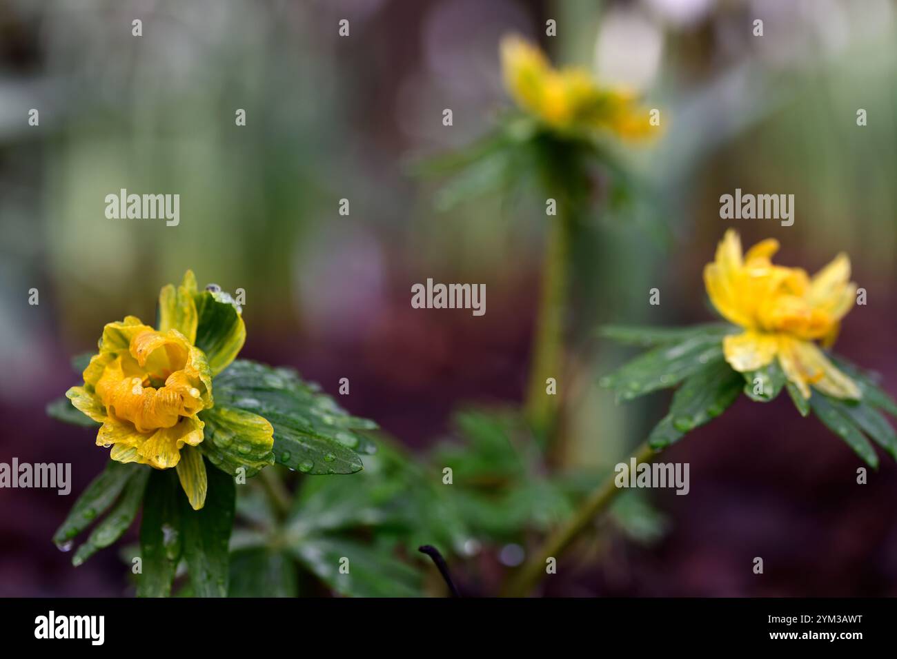 eranthis hyemalis lady lamortagne, fleurs vertes jaunes doubles, fleurs semi-doubles ouvertes, eranthis fleuri double, aconite d'hiver, fleur de printemps, fl de printemps Banque D'Images