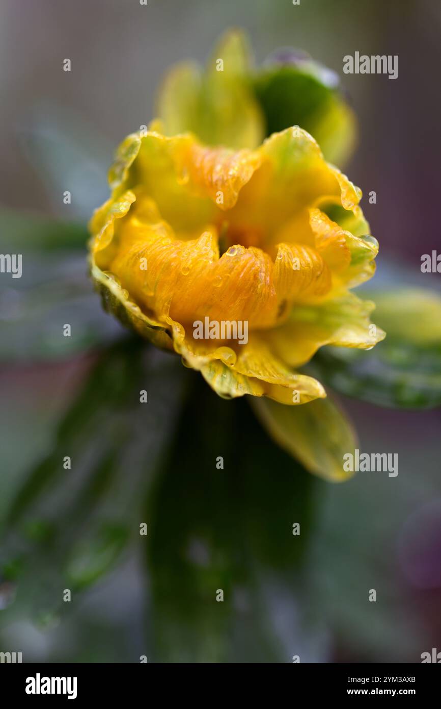 eranthis hyemalis lady lamortagne, fleurs vertes jaunes doubles, fleurs semi-doubles ouvertes, eranthis fleuri double, aconite d'hiver, fleur de printemps, fl de printemps Banque D'Images
