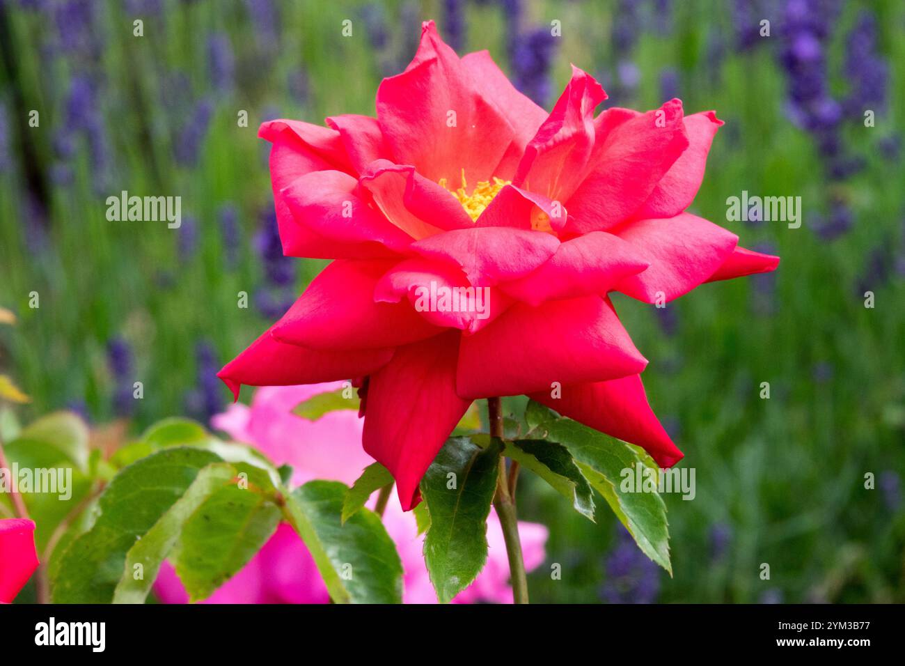 Rose 'Opera' Red rosa Tea Hybrid Banque D'Images