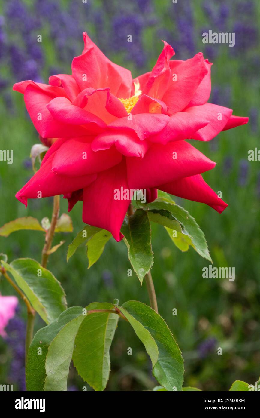 Rose 'Opera' Red rosa Tea Hybrid Banque D'Images