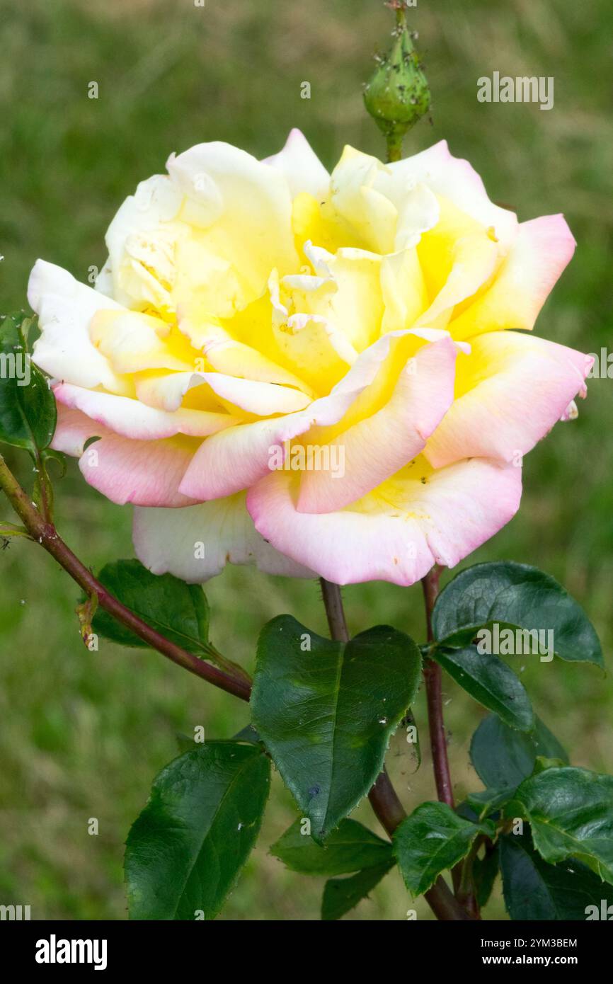 Tea Hybrid Rosa « Garden Party » Banque D'Images