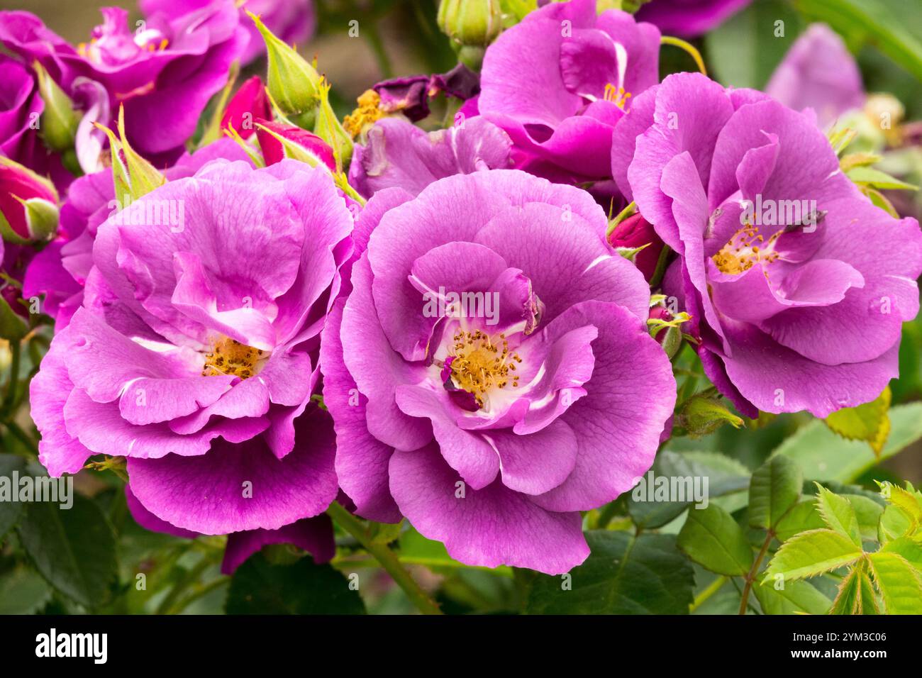 Rosa 'Rhapsody in Blue' Purple Rich Blooms Rose Banque D'Images