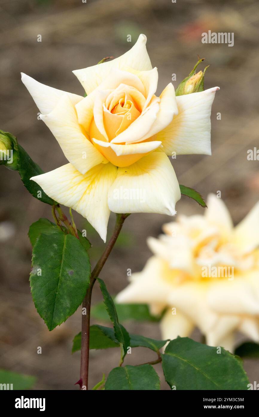 Rosa 'Joanna Hill' Blanc jaune pâle rose portrait simple Banque D'Images