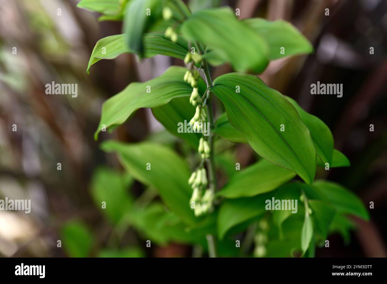 polygonatum multiflorum forme de feuille pourpre, feuillage attrayant, feuilles attrayantes, feuilles, feuillage, ombre, ombragé, bois, jardin boisé, printemps dans le gar Banque D'Images