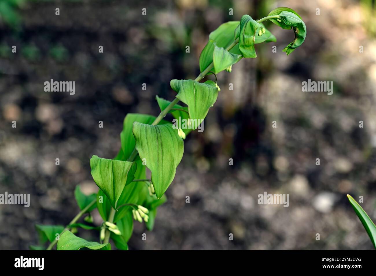polygonatum multiflorum forme de feuille pourpre, feuillage attrayant, feuilles attrayantes, feuilles, feuillage, ombre, ombragé, bois, jardin boisé, printemps dans le gar Banque D'Images