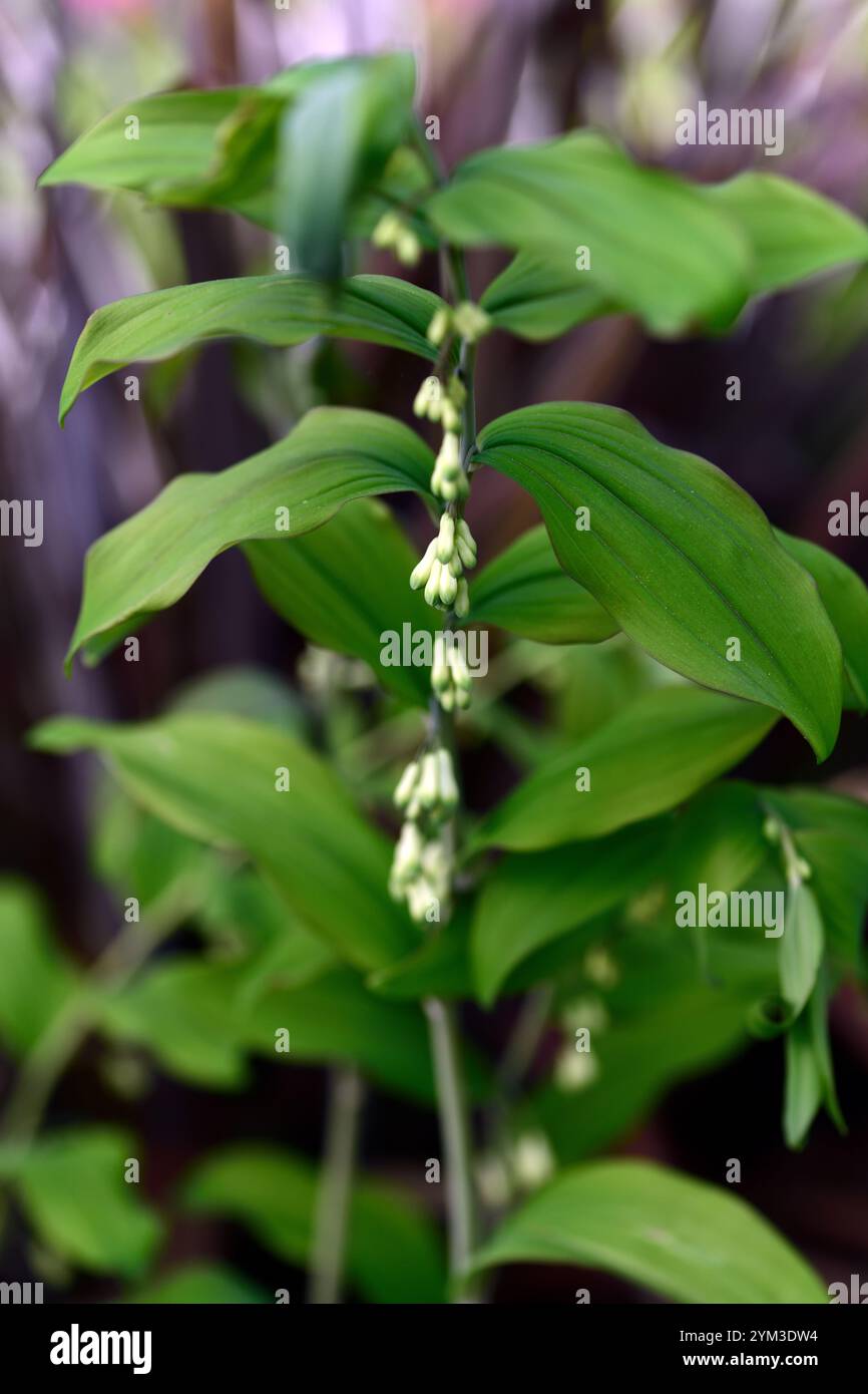 polygonatum multiflorum forme de feuille pourpre, feuillage attrayant, feuilles attrayantes, feuilles, feuillage, ombre, ombragé, bois, jardin boisé, printemps dans le gar Banque D'Images