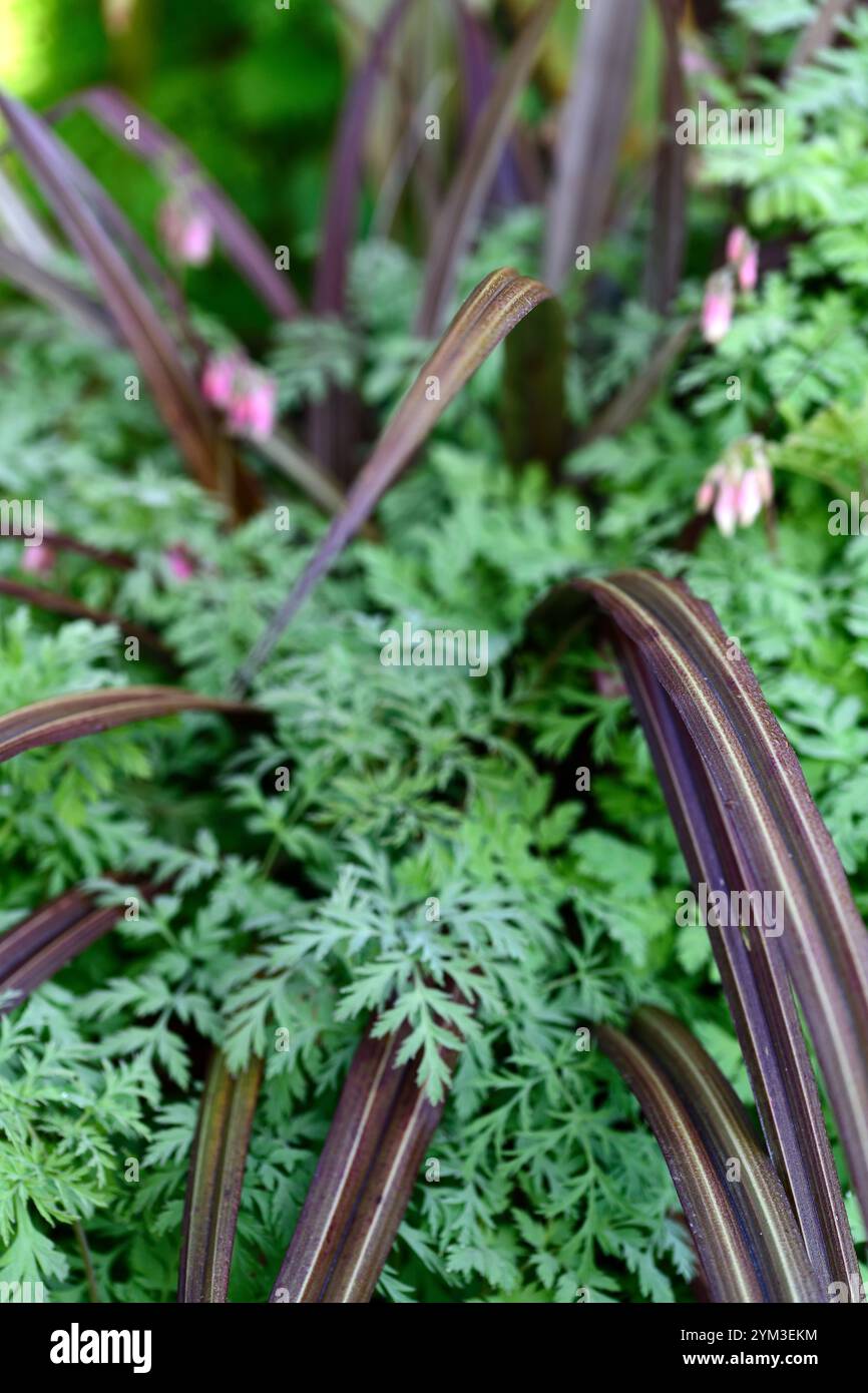 Feuillage cordyline, sangle cordyline comme des feuilles, cordyline croissant à travers dicentra, cordyline et dicentra, jardin boisé, ombre, jardin ombragé, RM F Banque D'Images