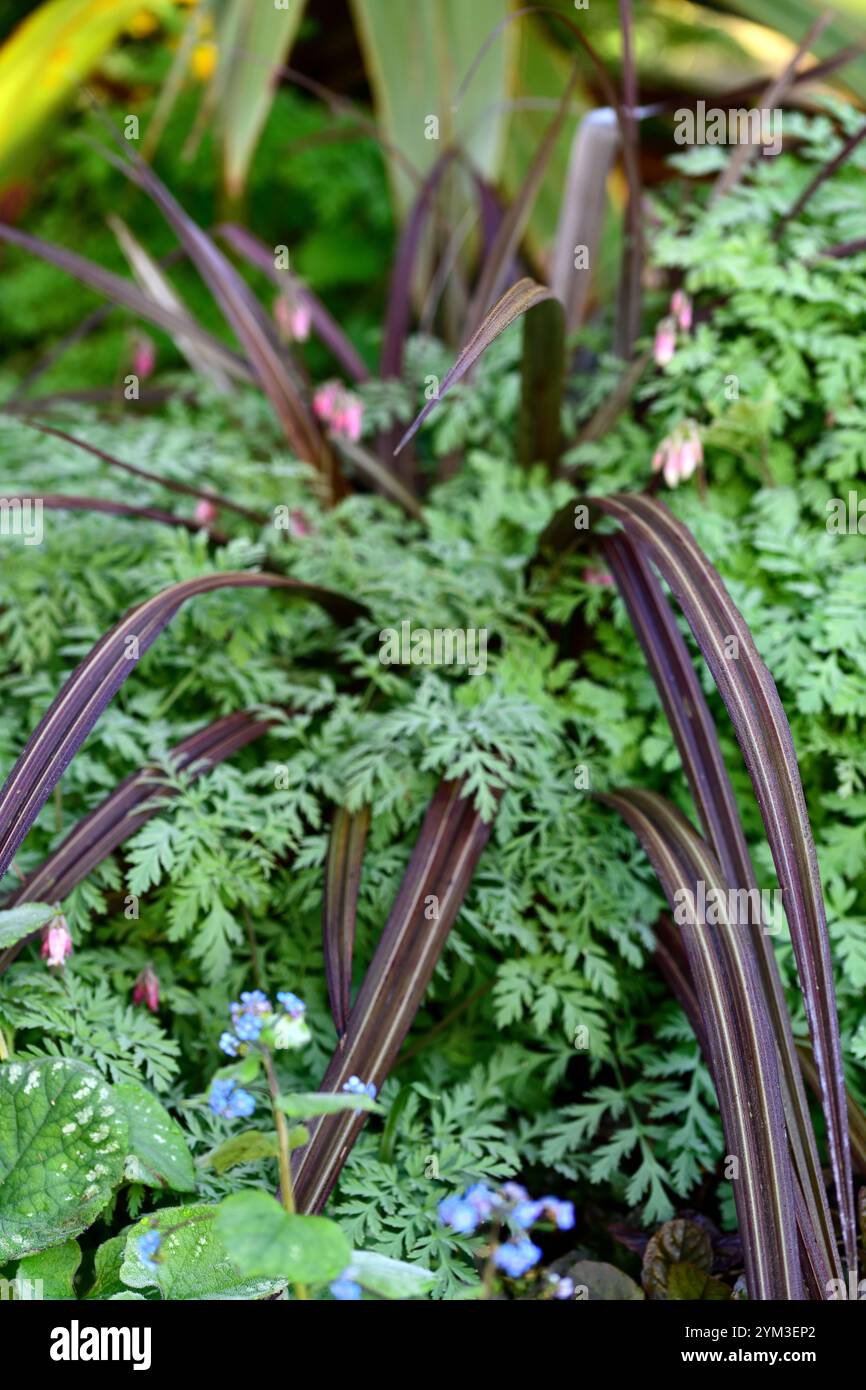 Feuillage cordyline, sangle cordyline comme des feuilles, cordyline croissant à travers dicentra, cordyline et dicentra, jardin boisé, ombre, jardin ombragé, RM F Banque D'Images