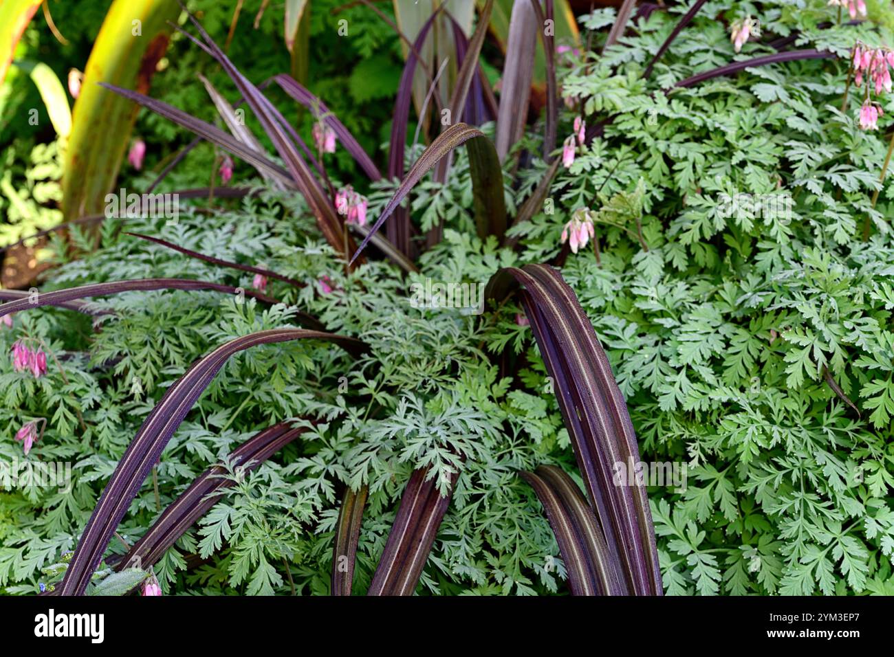 Feuillage cordyline, sangle cordyline comme des feuilles, cordyline croissant à travers dicentra, cordyline et dicentra, jardin boisé, ombre, jardin ombragé, RM F Banque D'Images