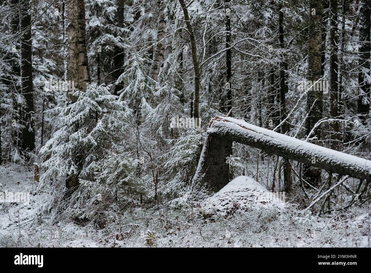 Paysage forestier après la première chute de neige Banque D'Images