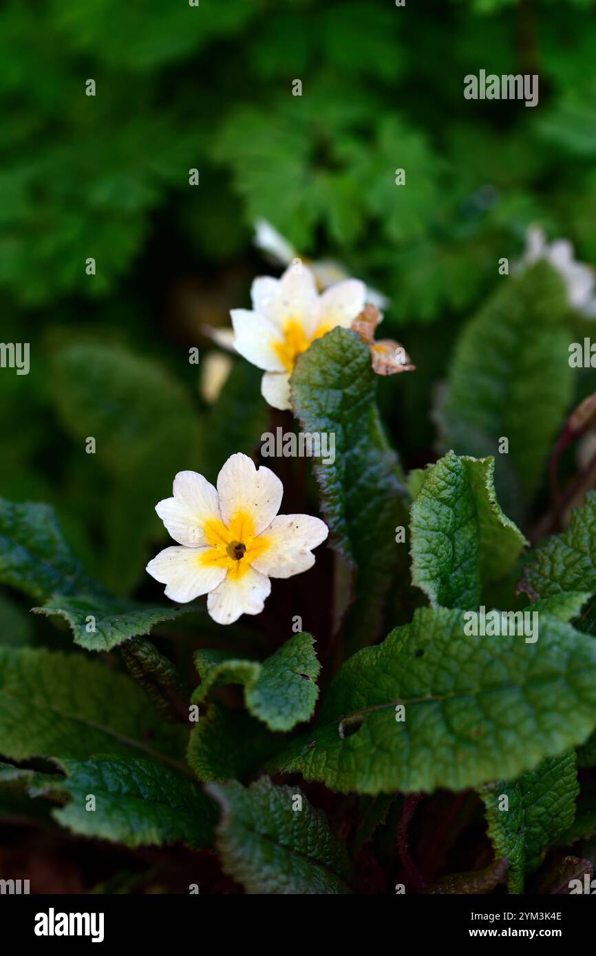 Primula Tara, primevère tara, primevère kennedy, primevères, tiges roses acaulis, fleurs jaune foncé, feuillage vert rougeâtre foncé, forme jack-in-the-green, Banque D'Images