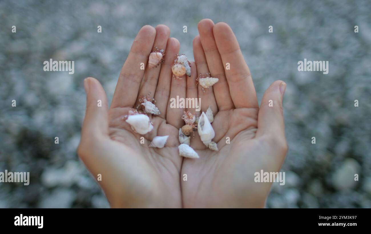 Femme creusant ses mains pleines de petits coquillages avec de minuscules crabes ermites vivant à l'intérieur d'eux, sur un fond de plage floue Banque D'Images