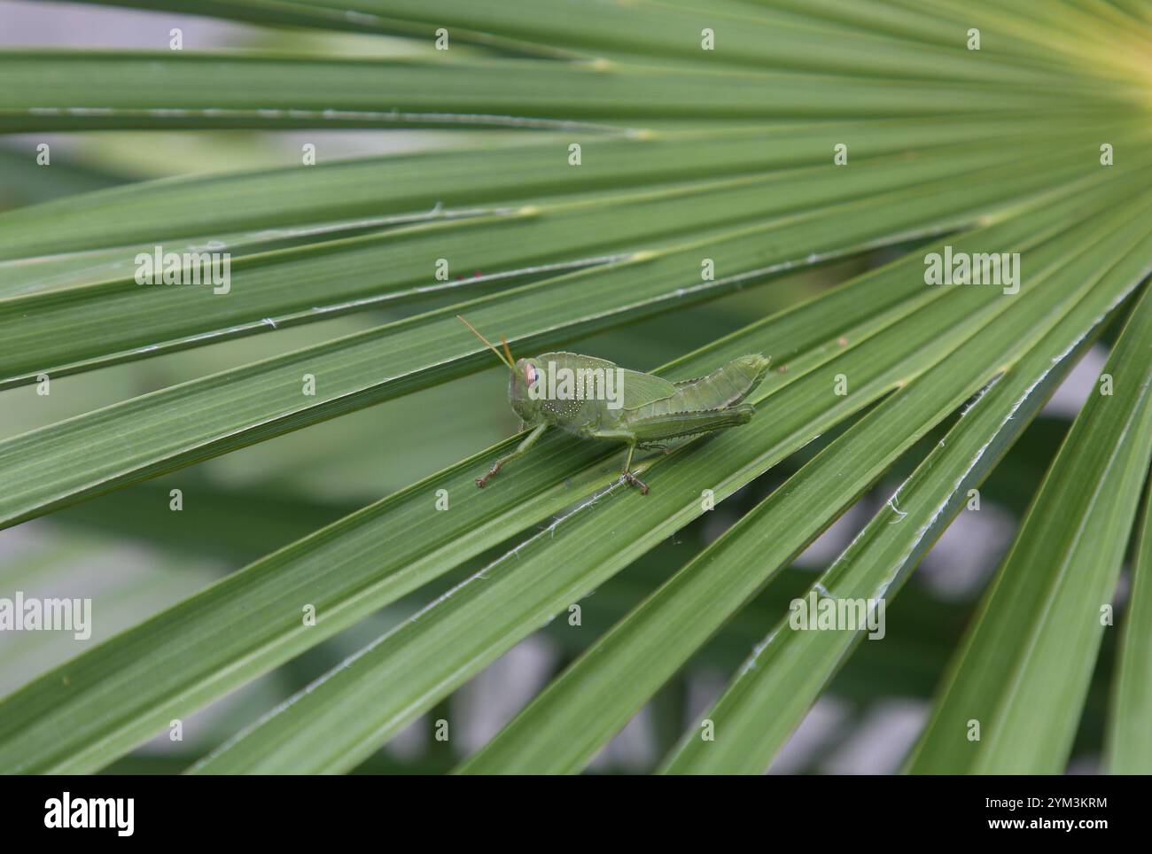 Nymphe égyptienne de sauterelle - Anacridium aegyptium sur une feuille de palmier à Sirmione, Italie Banque D'Images