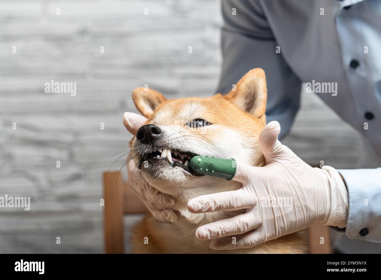 La main de la personne dans des gants de protection blancs brosse les dents du chien Shiba Inu avec une brosse à dents verte à doigt avec du gel dentaire. Concept d'hygiène pour animaux de compagnie. Banque D'Images