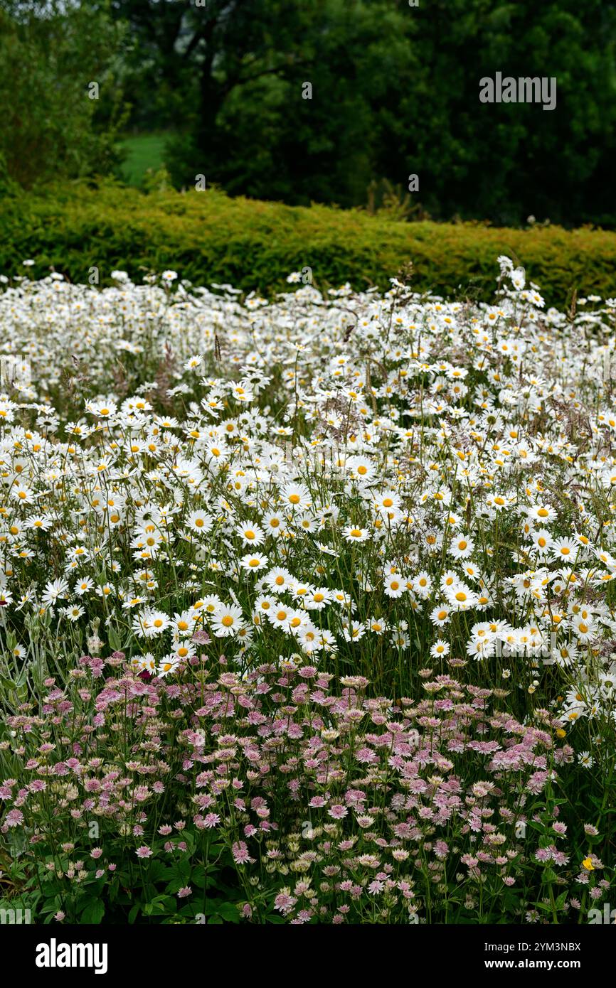 astrantia roma,Leucanthemum vulgare,Marguerite,Dasies,astrantia et marguerite prairie de fleurs sauvages,fleurs sauvages,astrantia roma et Leucanthemum vulgare,blanc et p Banque D'Images